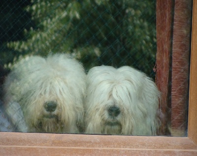 of Barbary Lane - Bobtails tristes 