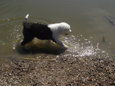 of Barbary Lane - UNE CHIENNE OPPORTUNISTE 